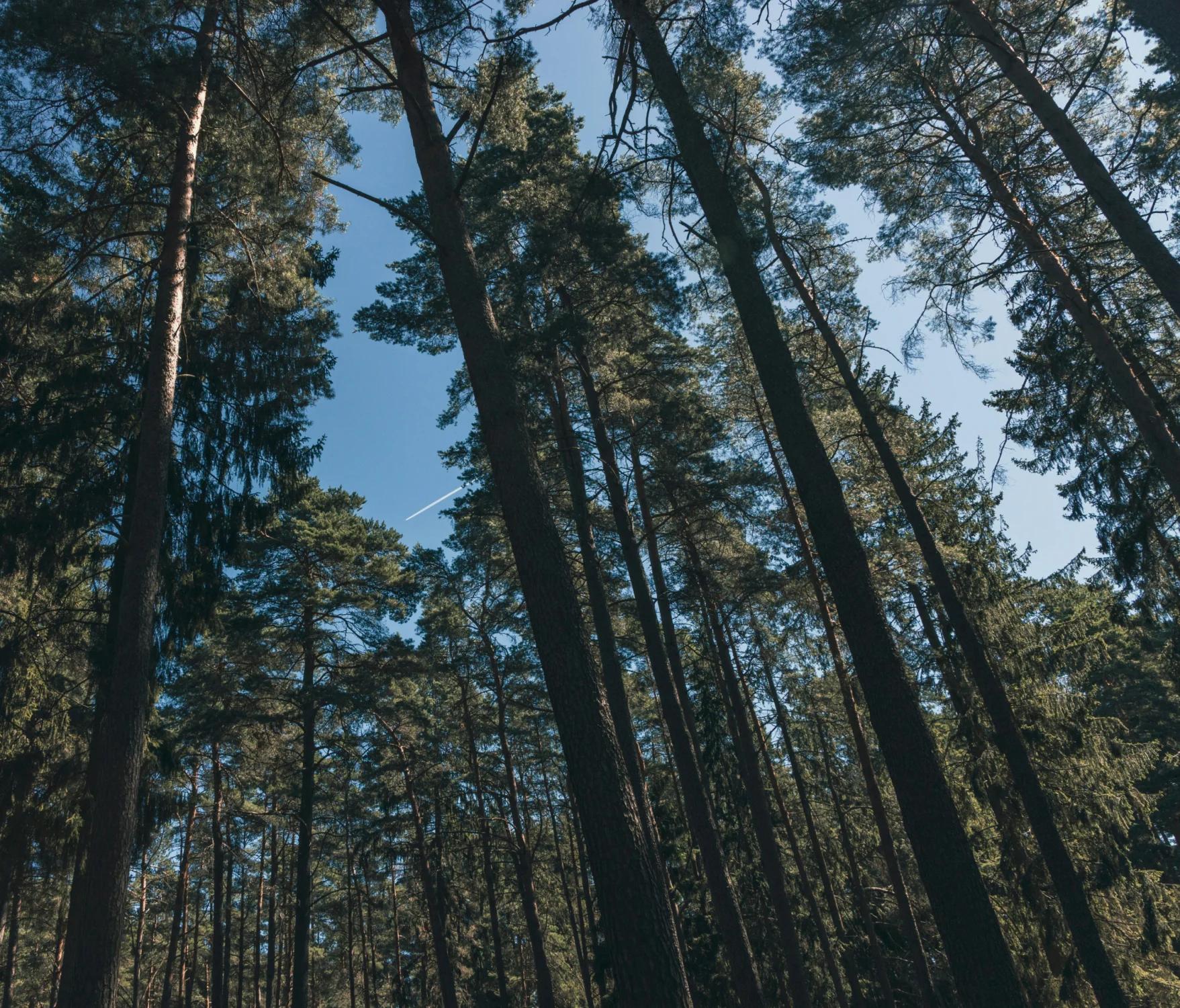 Der Wald – Eine unserer wichtigsten Rohstoffquellen