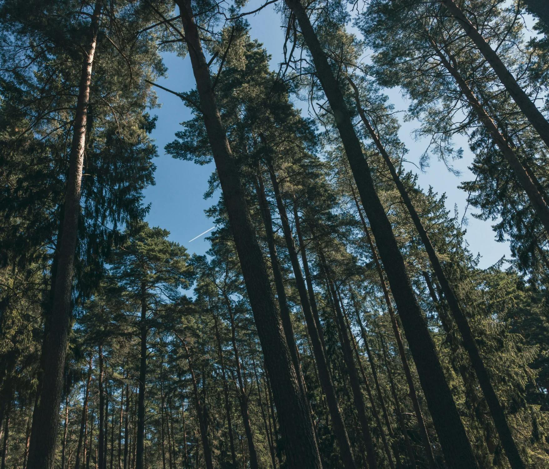 Skogen – en av våra viktigaste intressenter image